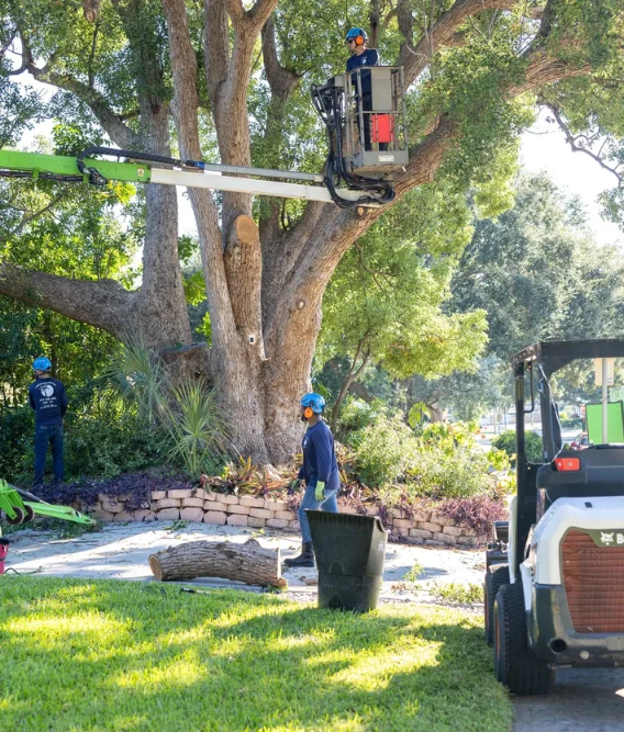 Tree removal crew working on a Tampa property