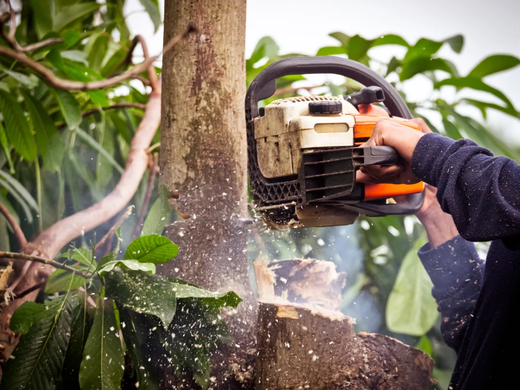 Chainsaw felling cut into the trunk of a tree during removal