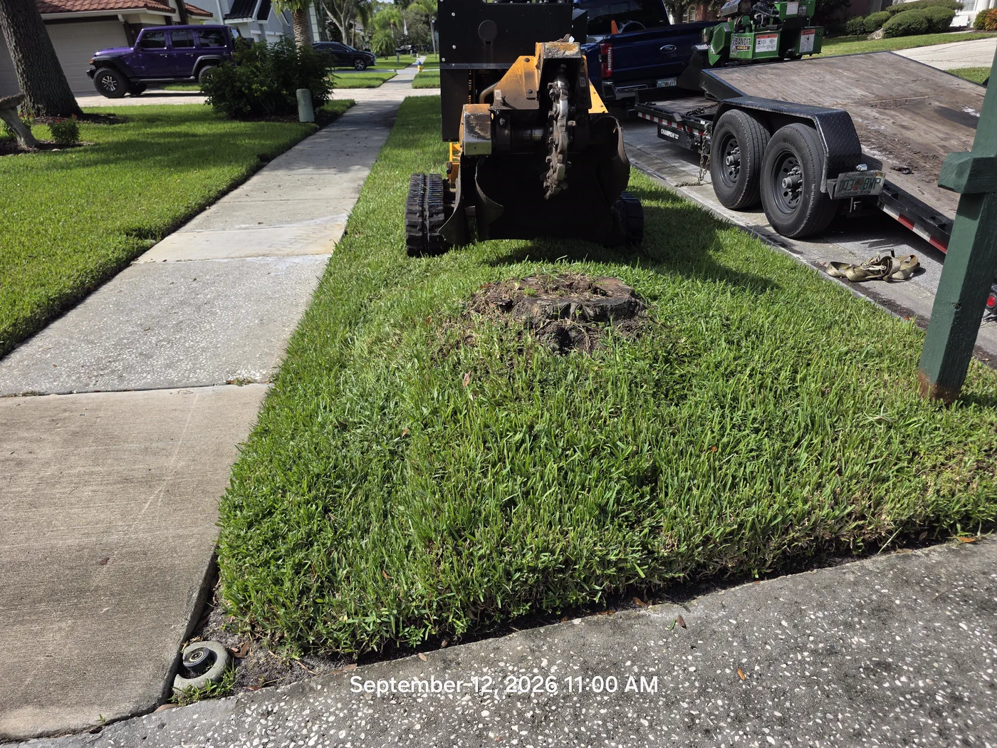 Tree stump in a Tampa front lawn before grinding begins