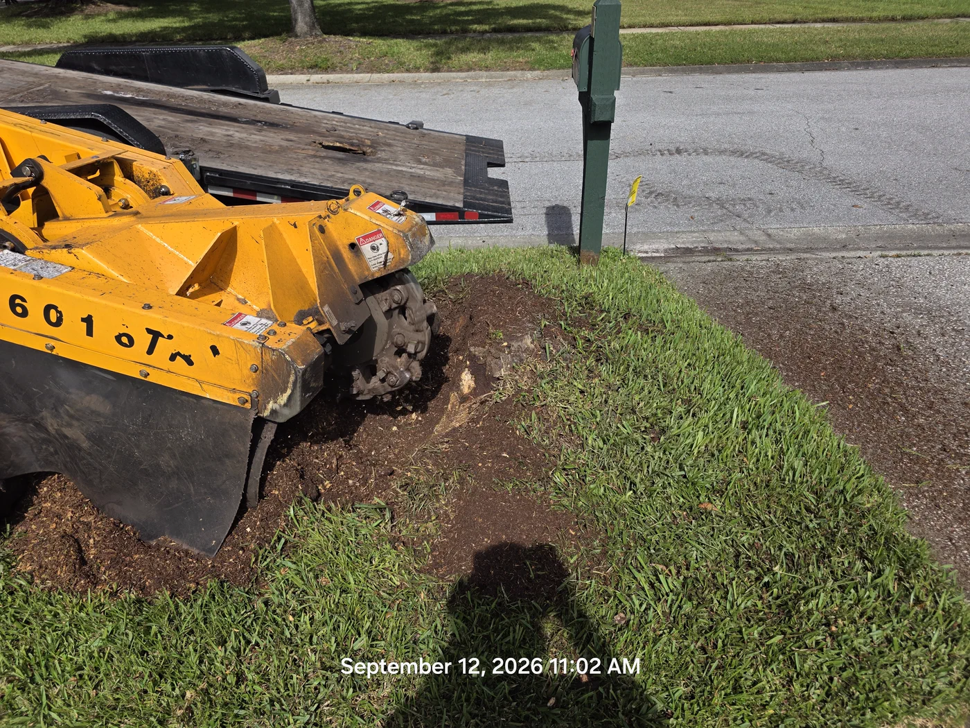 Stump grinder cutting wheel chewing into a tree stump in Tampa