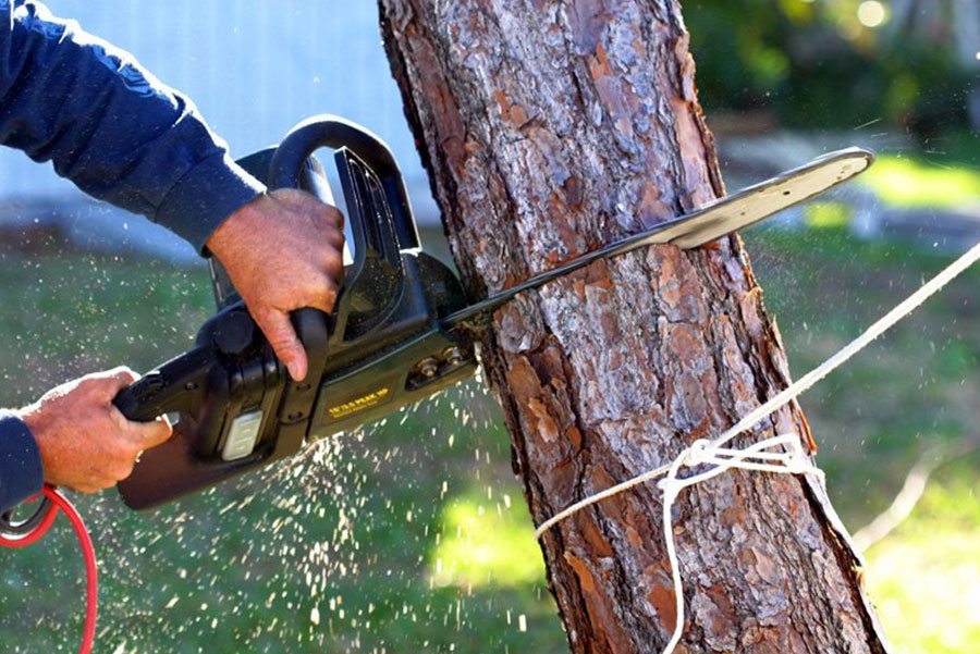 A professional using an electric chainsaw to cut down a standing tree tied with rope.