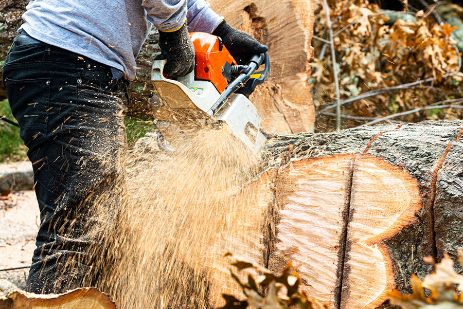 Worker using a chainsaw to cut a large fallen tree trunk with wood chips flying