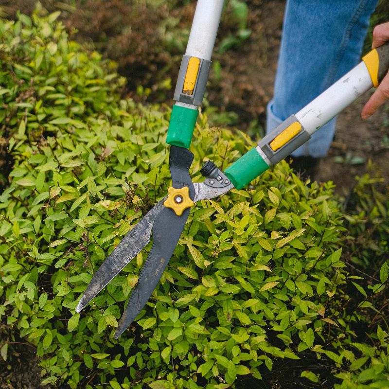 Close-up of hedge shears thinning tree crown to improve light and airflow