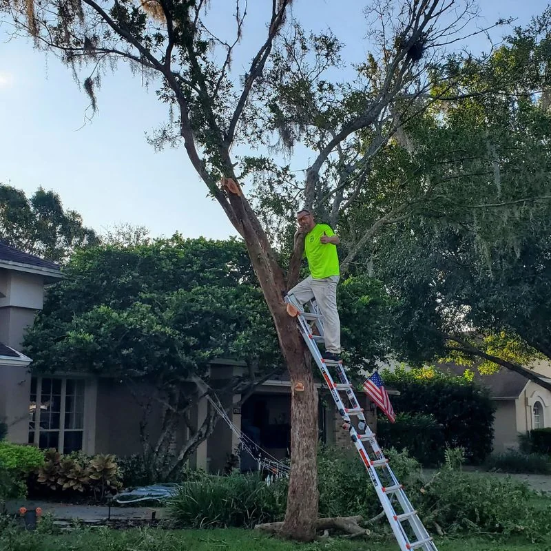 Professional tree trimming Tampa Florida
