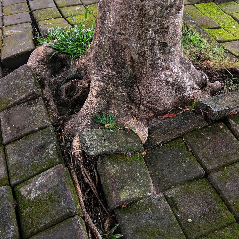 Tree roots lifting and cracking paver hardscape