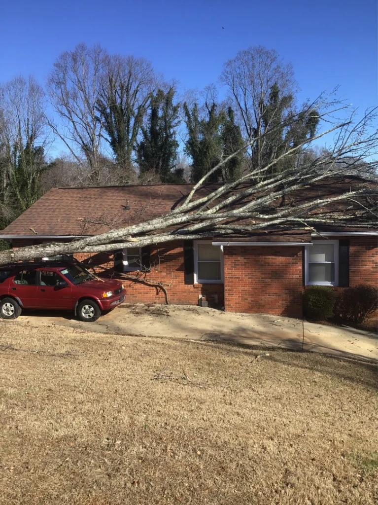 Emergency tree removal after storm damage in Tampa
