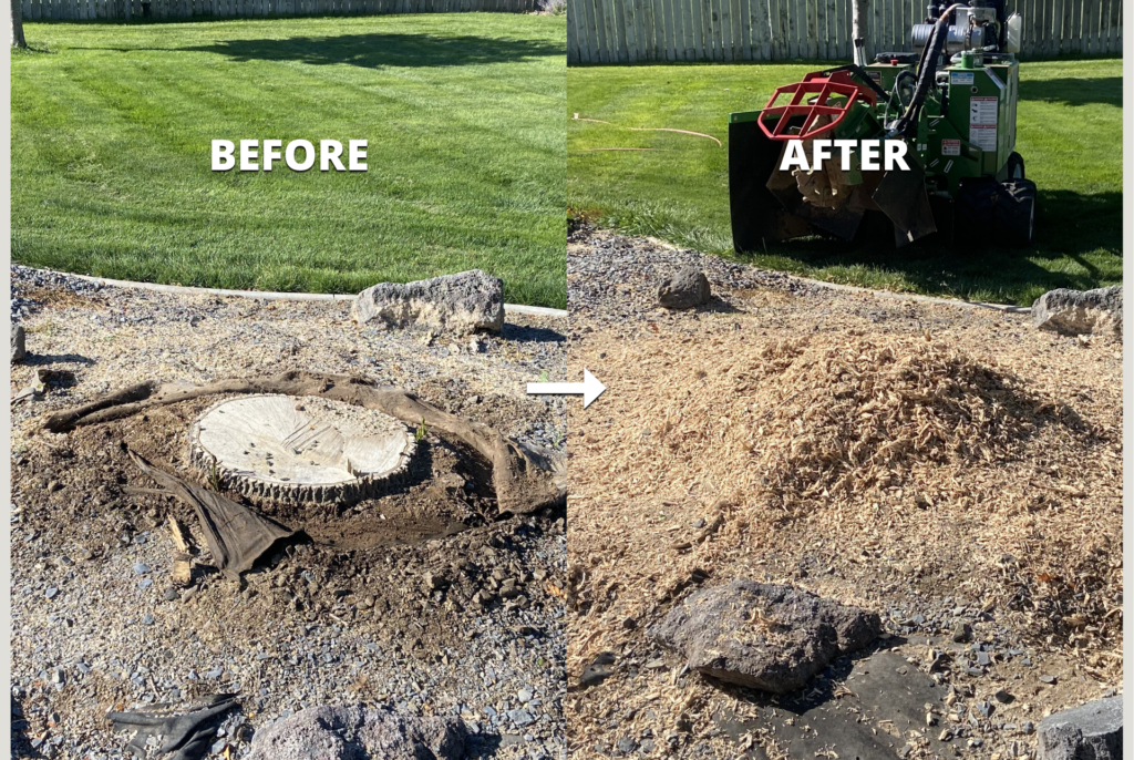 Before and after stump grinding showing a stump ground below grade